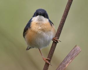 Prinia socialis