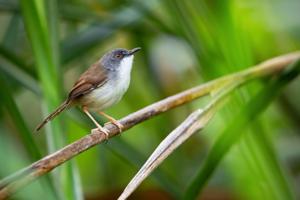 Prinia rufescens