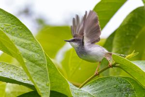 Prinia hodgsonii