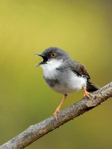 Prinia hodgsonii