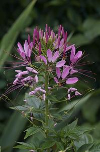 Cleome hassleriana