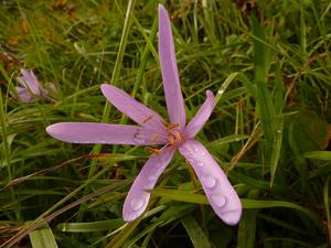 Colchicum autumnale