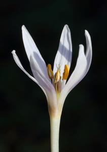 Colchicum serpentinum