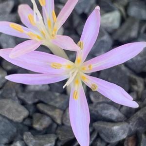 Colchicum pusillum