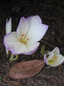 Colchicum speciosum