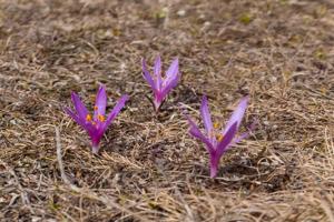 Colchicum trigynum