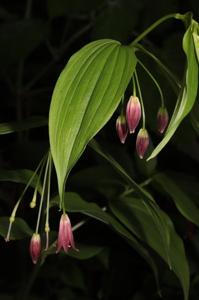 Disporum cantoniense