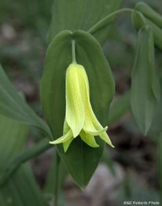 Uvularia perfoliata