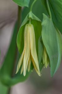 Uvularia perfoliata