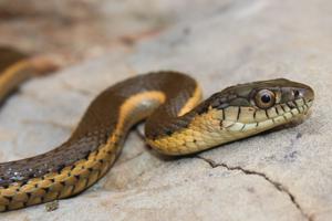 Thamnophis hammondii