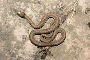 Thamnophis elegans vagrans