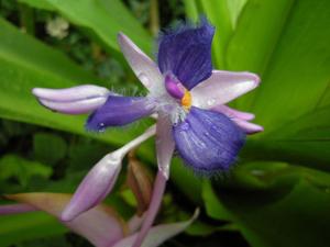 Cochliostema odoratissimum