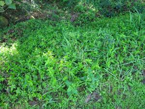 Tradescantia fluminensis