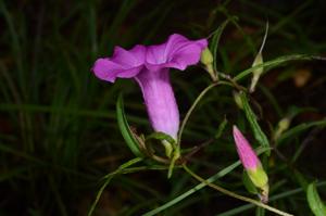 Argyreia stenophylla