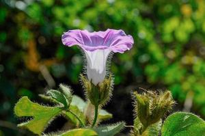 Argyreia capitiformis