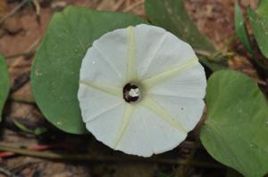 Ipomoea obscura
