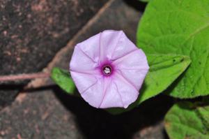 Ipomoea pileata