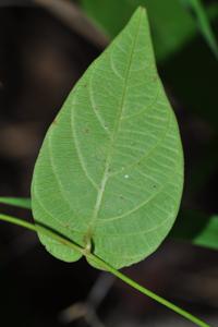 Merremia subsessilis