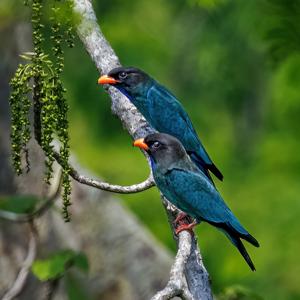 Eurystomus orientalis