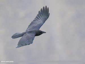 Corvus macrorhynchos