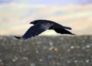 Corvus corax varius