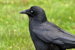Corvus mellori