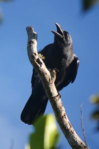 Corvus enca