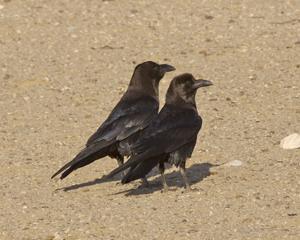 Corvus ruficollis