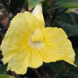 Monocostus uniflorus