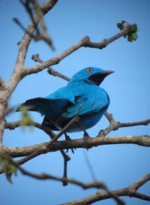 Cotinga maynana