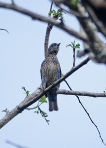 Cotinga nattererii