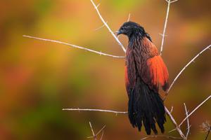 Centropus bengalensis