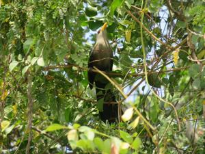 Ceuthmochares australis