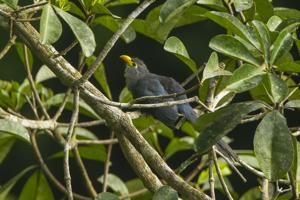 Ceuthmochares aereus