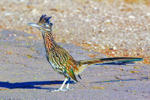 Geococcyx californianus