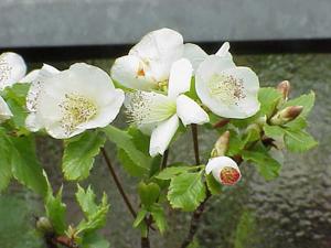Eucryphia cordifolia
