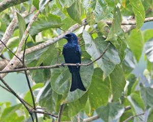 Dicrurus balicassius