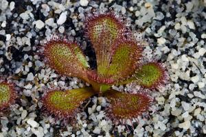 Drosera aberrans