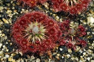 Drosera australis