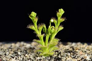 Drosera ramellosa