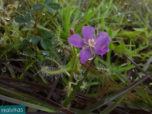 Drosera indica