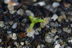 Drosera bindoon