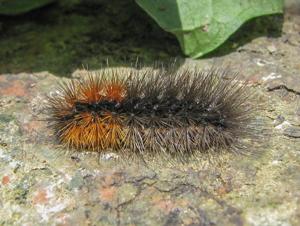 Chelis gracilis arcana