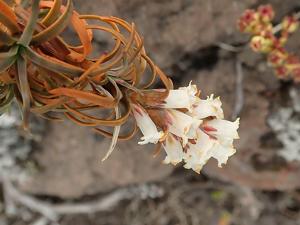 Dracophyllum recurvum