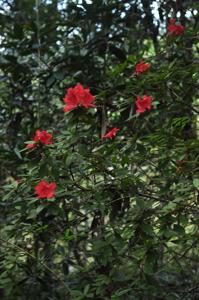 Rhododendron simsii