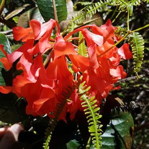 Rhododendron crassifolium