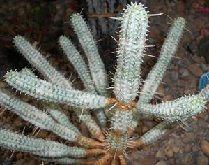 Euphorbia mammillaris