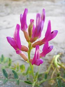 Astragalus lentiginosus
