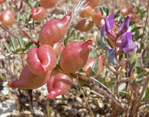Astragalus lentiginosus