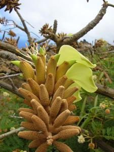 Erythrina sandwicensis